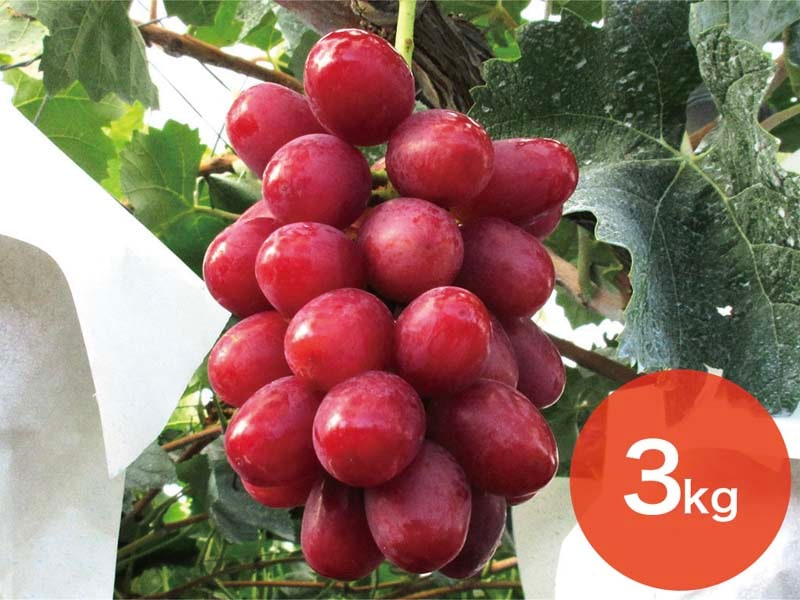 クイーンルージュ約3kg(5～8房)【宅配贈答専用】