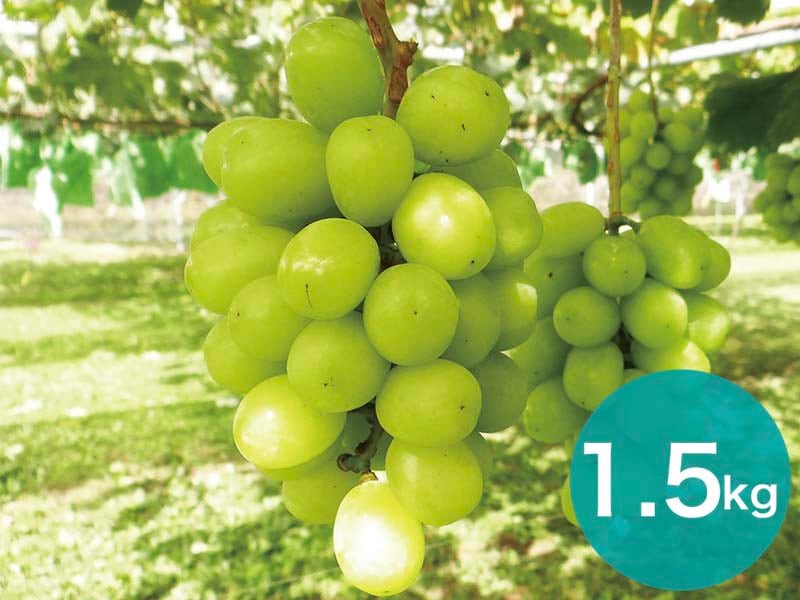 シャインマスカット約1.5kg(3～4房)【宅配贈答専用】