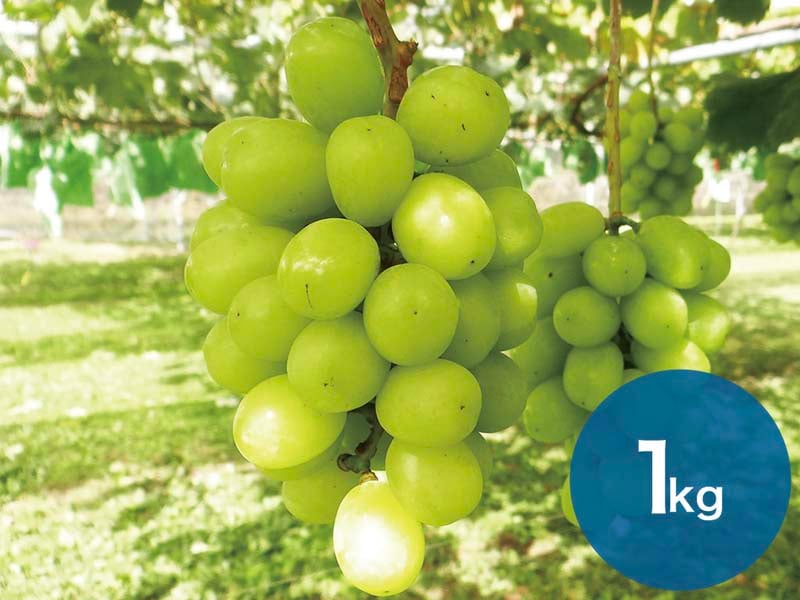 シャインマスカット約1kg(2～3房)【宅配贈答専用】
