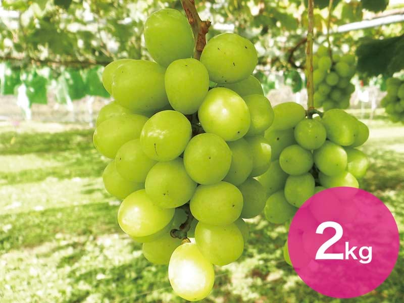 シャインマスカット約2kg(3～5房)【宅配贈答専用】