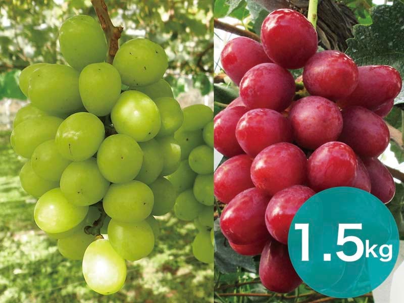 【2種セットC】シャインマスカット＆クイーンルージュセット約1.5kg(3～4房)【宅配贈答専用】