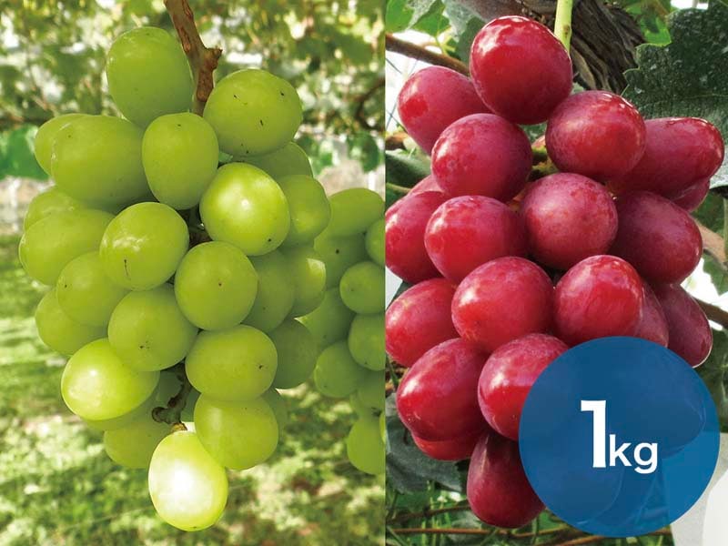 【2種セットC】シャインマスカット＆クイーンルージュセット1kg(2～3房)【宅配贈答専用】