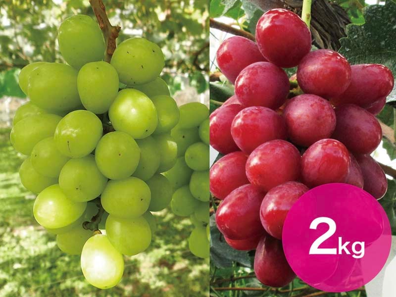 【2種セットC】シャインマスカット＆クイーンルージュセット約2kg(3～5房)【宅配贈答専用】