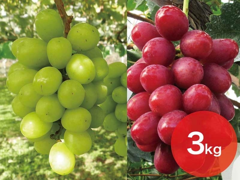 【2種セットC】シャインマスカット＆クイーンルージュセット約3kg(5～8房)【宅配贈答専用】