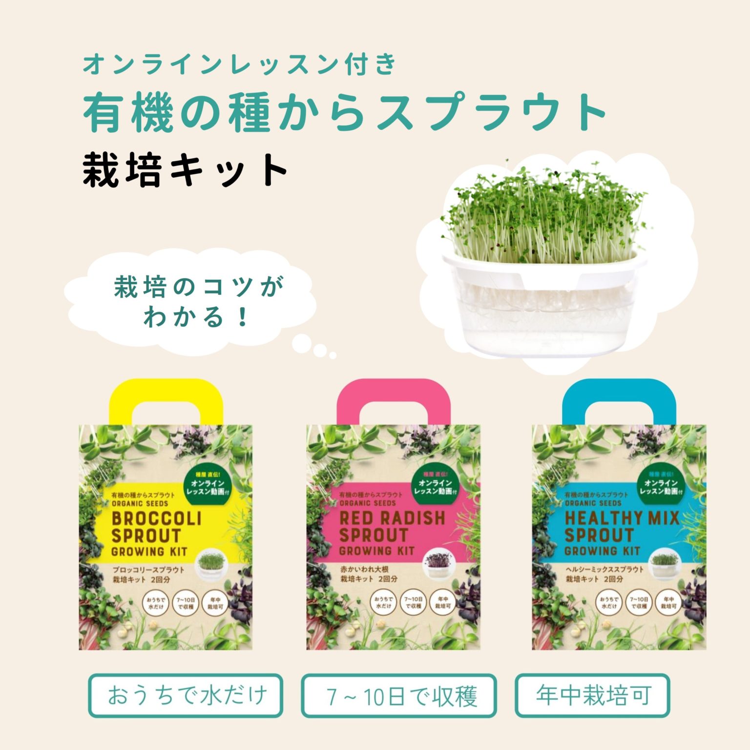 有機の種からスプラウト ブロッコリースプラウト 栽培キット 2