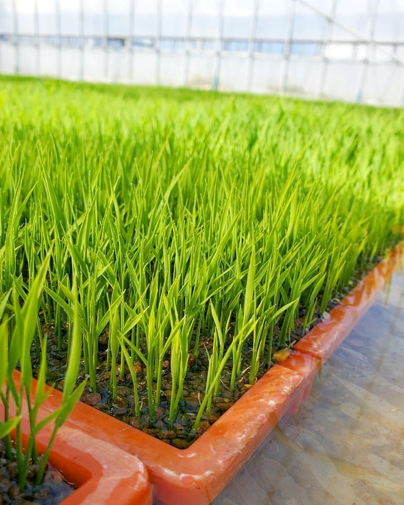 「蓼科ミルキー」　農薬・化学肥料100%削減　10kg（5kg×2）