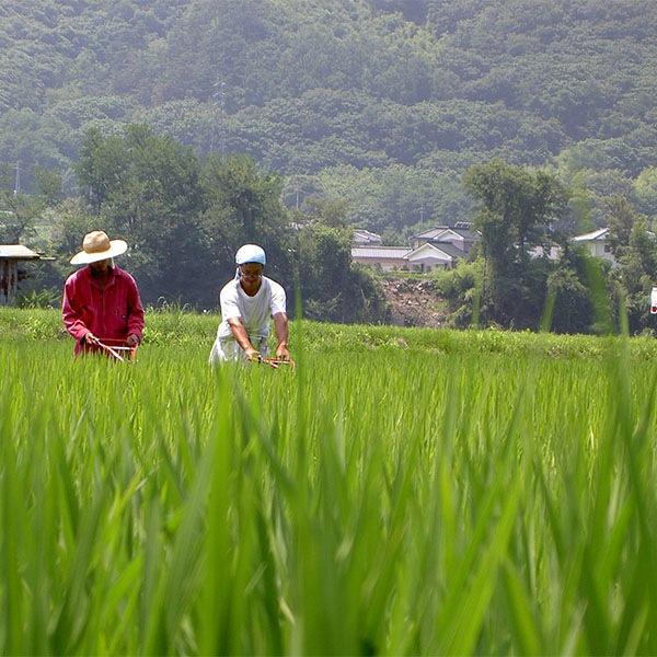 若いお百姓が作ったお米　5kg