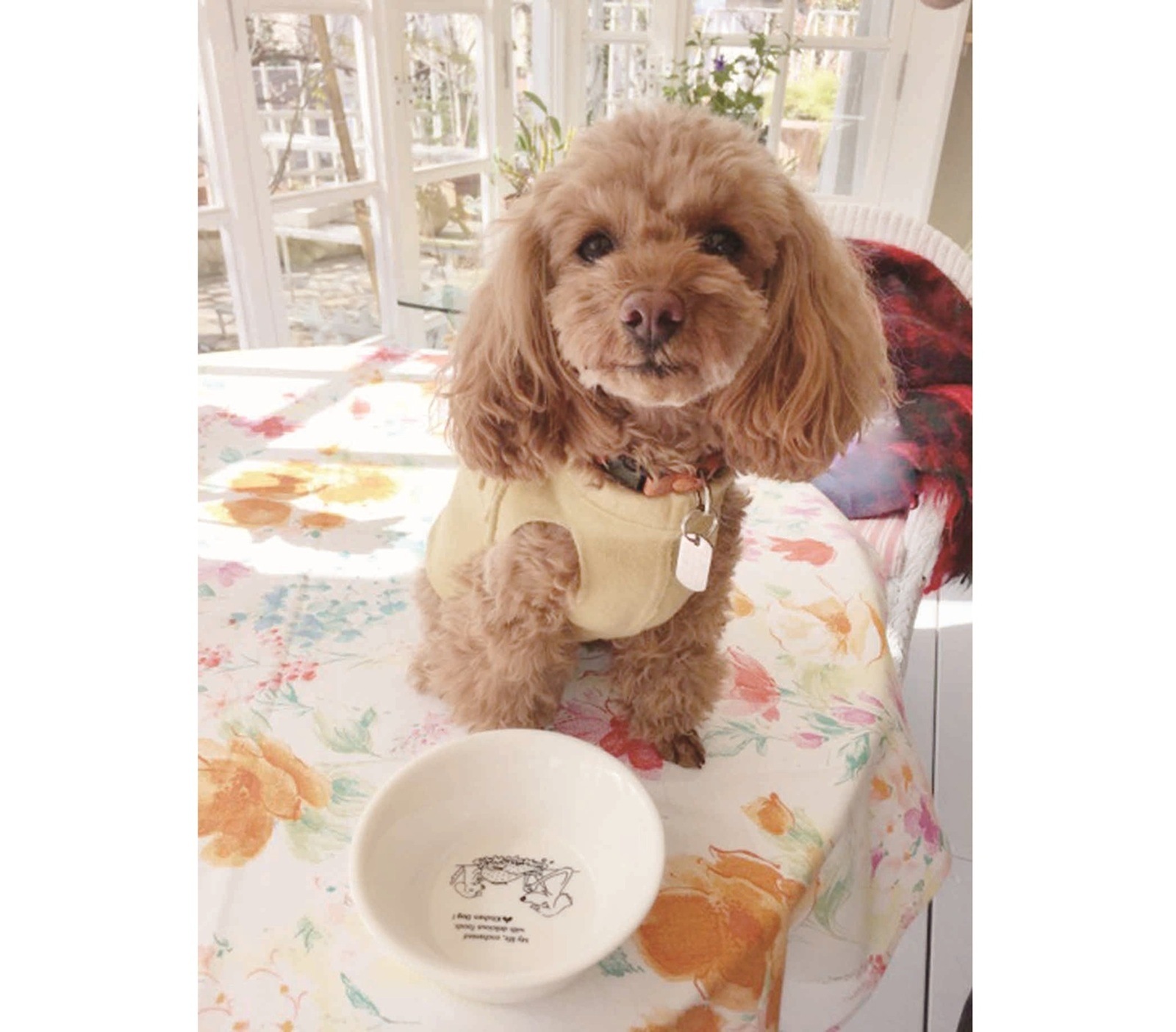 588　ドッグボウル　ピッコロ