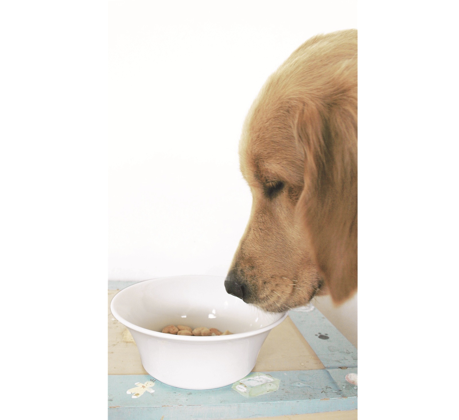 451 ドッグボウル L