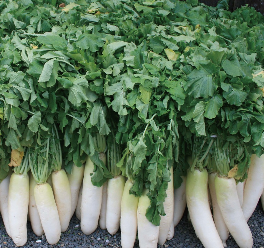 ひとくち 京べったら｜ご自宅用 小袋（114g）｜京都のべったら漬｜御漬物司 林慎太郎商店