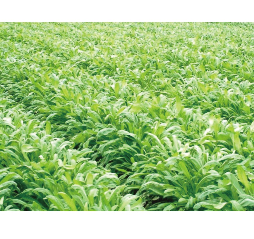 壬生菜漬（110g）｜京都の壬生菜漬け｜御漬物司 林慎太郎商店