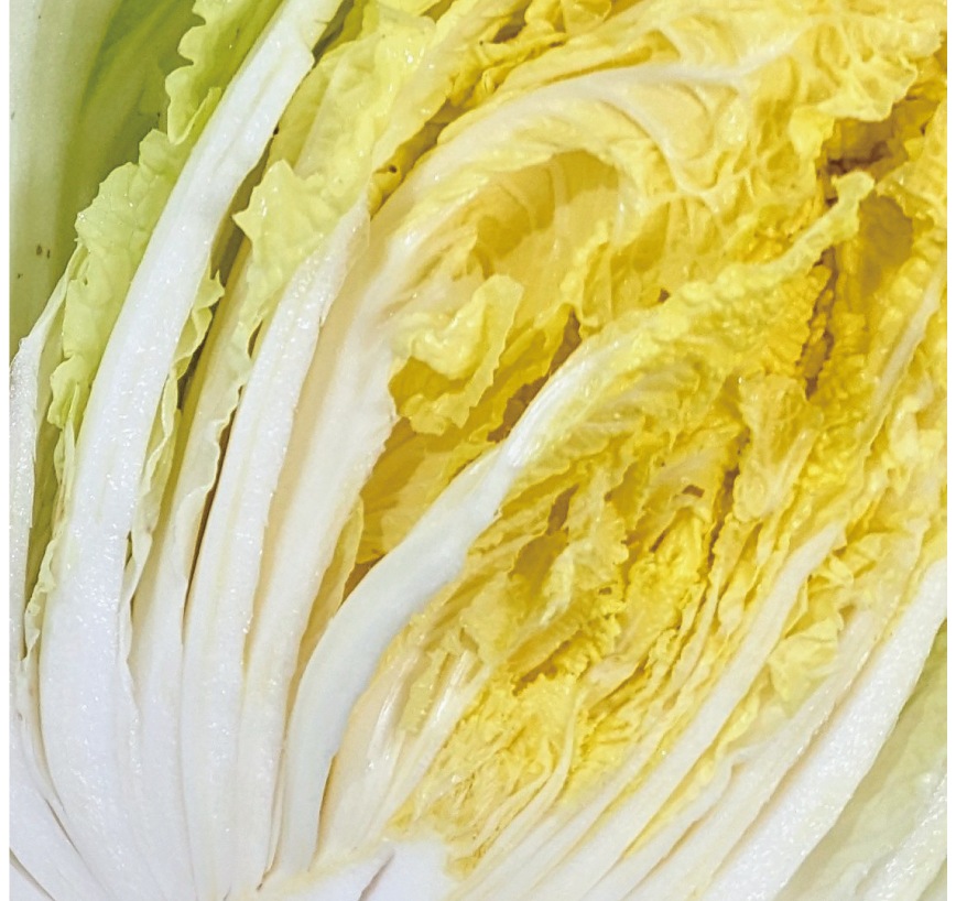 白菜漬（400g）｜京都の白菜漬け｜御漬物司 林慎太郎商店