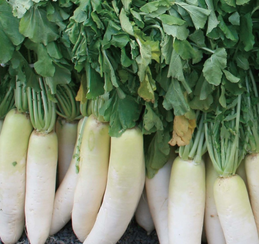 ひとくち 京べったら 228g｜京都のべったら漬｜御漬物司 林慎太郎商店