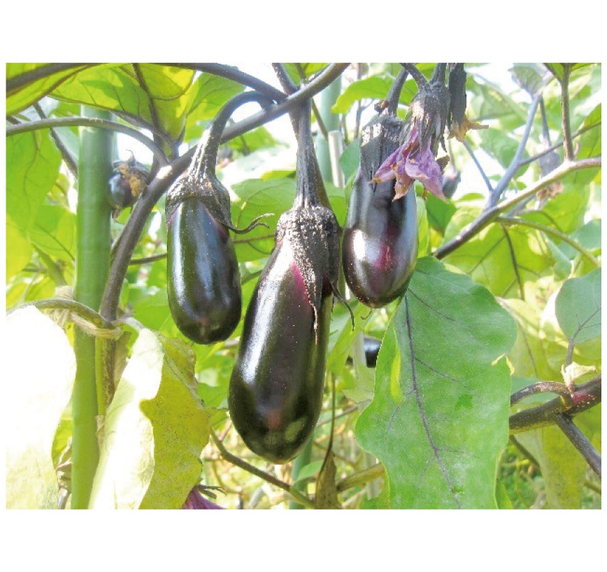 しば漬（建礼門院）68g｜京都のしば漬｜御漬物司 林慎太郎商店