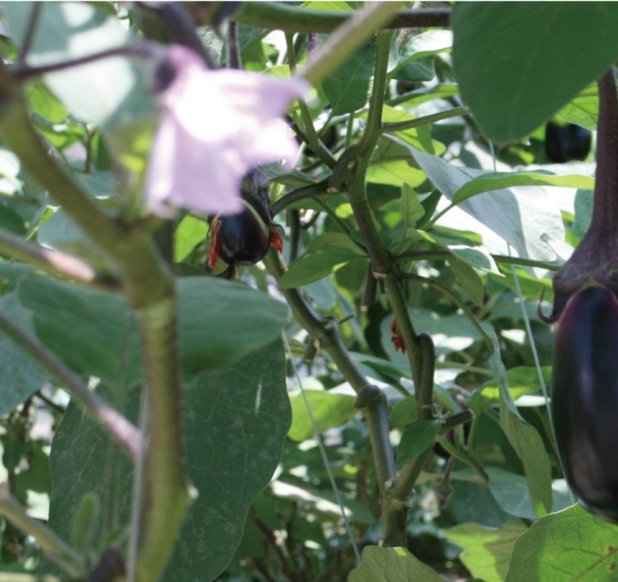 しば漬（建礼門院）68g｜京都のしば漬｜御漬物司 林慎太郎商店