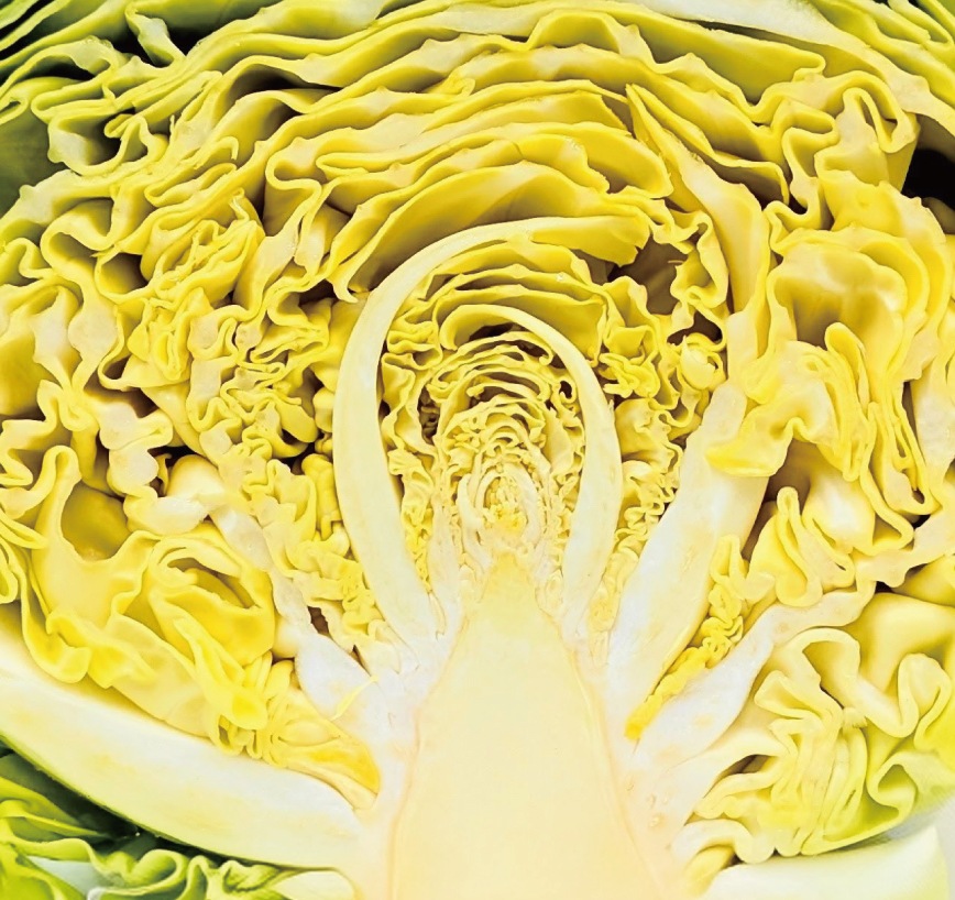 春のきゃべつ漬（刻み）｜ご自宅用 小袋（128g）｜春限定｜京都の浅漬｜御漬物司 林慎太郎商店