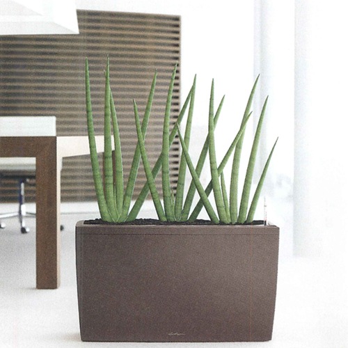 ��Lechuza ����塼���ۥǥ�����ץ�󥿡� Lechuza ����塼��  Cararo ������ CAR-7530 ��6�����顼�Хꥨ��������RCP��