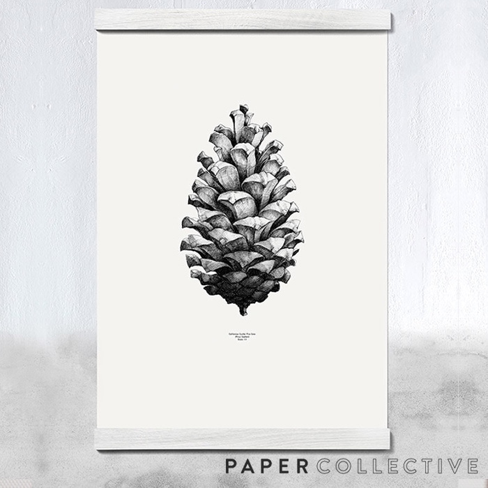 【PAPER COLLECTIVE】パインコーン 松ぼっくり/ホワイト　05001　50x70cm Pine Cone 　ポスター　ペーパーコレクティブ