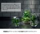 Design House Stockholm ǥϥȥåۥGrow GREENHOUSE  clear L<br> ꡼ϥ ꥢ 饹L ȭ ȭ ̲ Vase ӡڥӥ˼бʡۡRCP
