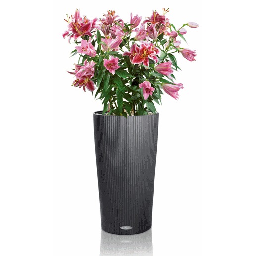 ��Lechuza ����塼���ۥǥ�����ץ�󥿡� Lechuza ����塼��  Cilindoro Loft �����ɥ� ���ե� CIL-1032 ��3�����顼�Хꥨ��������RCP��