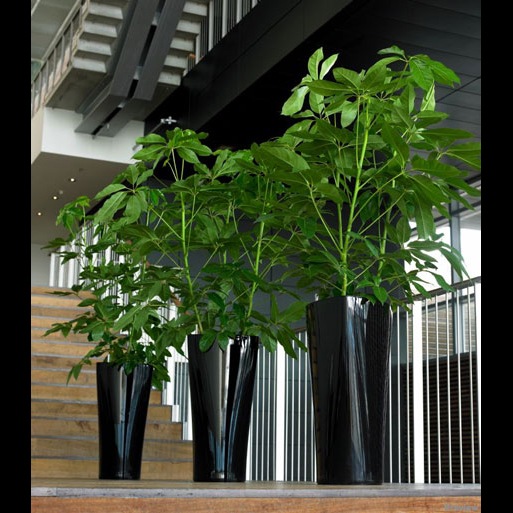 ��Lechuza ����塼���ۡ����������դ��ۥǥ�����ץ�󥿡� Lechuza ����塼��  Delta �ǥ륿 DEL-3056 ��3�����顼�Хꥨ��������RCP��