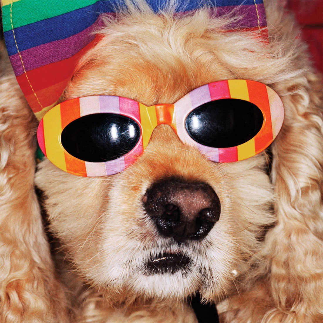 WRONGSHOP ���󥰥���å� Martin Parr �ޡ��ƥ��󡦥ѡ� Venice Beach �٥˥��ӡ��� �ݥ����� ������<br><br>�ѹ�ǺǤ�ͭ̾�ʼ̿��Ȥΰ�͡��ޡ��ƥ��󡦥ѡ��ˤ�뿷�����̿����꡼��