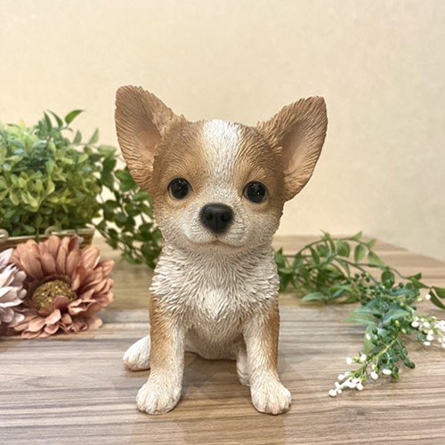 チワワ
