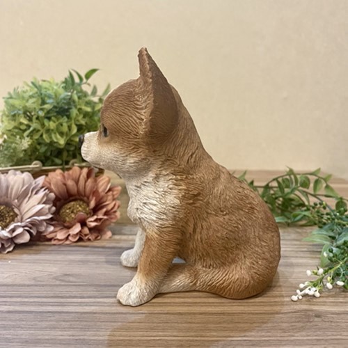 チワワ