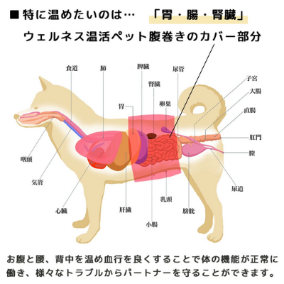 【iDog】UNAGE DANON アンエイジ ウェルネス温活ペット腹巻き