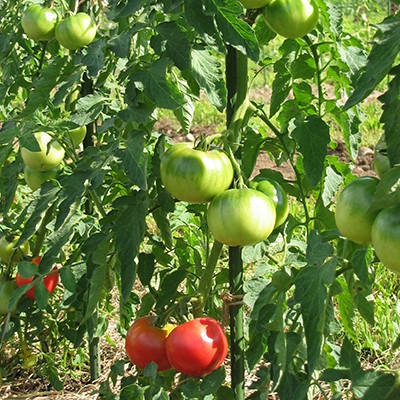 自生え大玉 じばえおおだま 品目 トマト 自然のタネ 有機農業 自然栽培に適した野菜の種 自生え大玉 じばえおおだま 品目 トマト 自然のタネ 有機農業 自然栽培に適した野菜の種