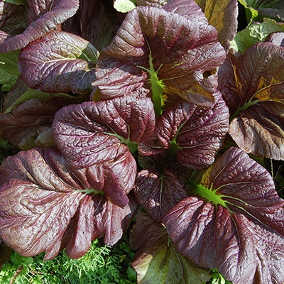 信州高菜 しんしゅうたかな 種別 固定種 自然のタネ 有機農業 自然栽培に適した野菜の種