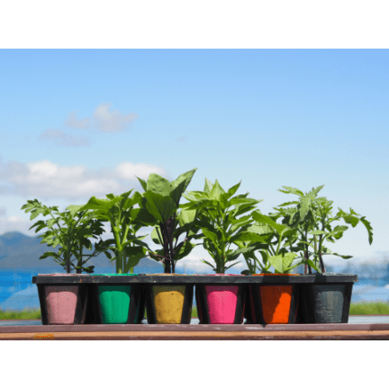 Bセット 家庭菜園向き有機苗 自根ポット苗セット | 品目,苗 | 自然の