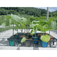 D���åȡ��ʥ������奦�����������ݥå��ĥ��å�