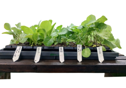 Gセット 秋のアブラナ科野菜プラグ苗セット | 品目,苗 | 自然のタネ