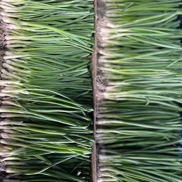 売り切れ】タマネギ苗 自然栽培自家採種 | 品目,苗 | 自然のタネ