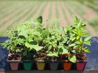 A���åȡ������ڱ����ͭ���ġ����ڥݥå��ĥ��å�