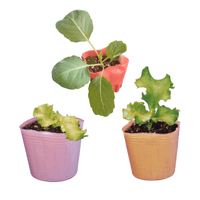 E���åȡ��դ�����ڥݥå��ĥ��å�