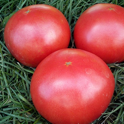 �������ʤߤʤߤ����飲������