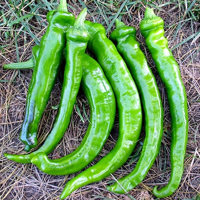 �ŤȤ����餷�ʼ����ϡ�