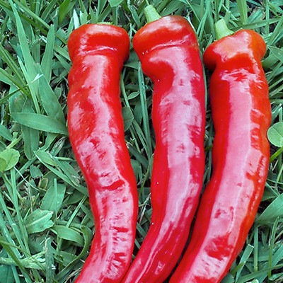 �ŤȤ����餷�ʼ����ϡ�