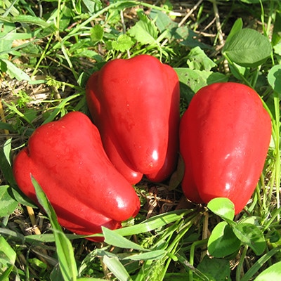 �������ԡ��ޥ�ʤ��Ф��ԡ��ޤ�ˡ�