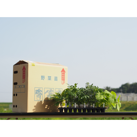 C���åȡ������ڱ����ͭ���ġ����ڥץ饰�ĥ��å�