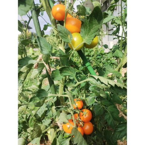 C���åȡ������ڱ����ͭ���ġ����ڥץ饰�ĥ��å�