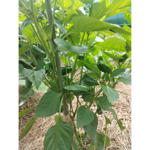 C���åȡ������ڱ����ͭ���ġ����ڥץ饰�ĥ��å�