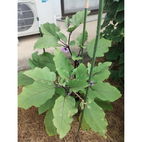 C���åȡ������ڱ����ͭ���ġ����ڥץ饰�ĥ��å�