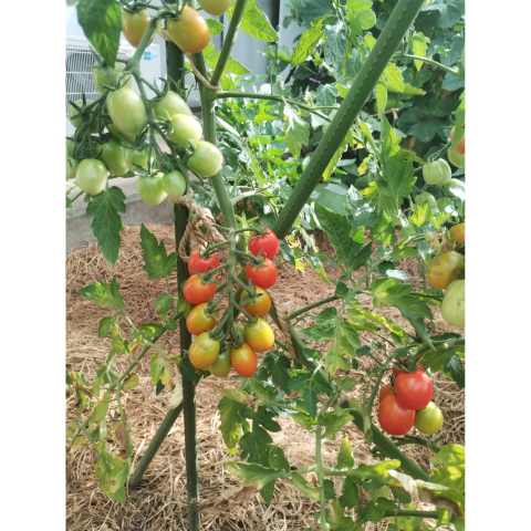 B���åȡ������ڱ����ͭ���ġ������ݥå��ĥ��å�