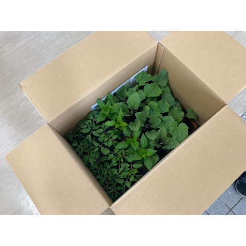 B���åȡ������ڱ����ͭ���ġ������ݥå��ĥ��å�