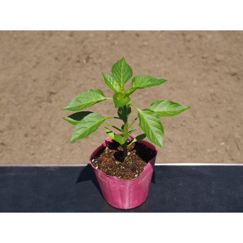 B���åȡ������ڱ����ͭ���ġ������ݥå��ĥ��å�