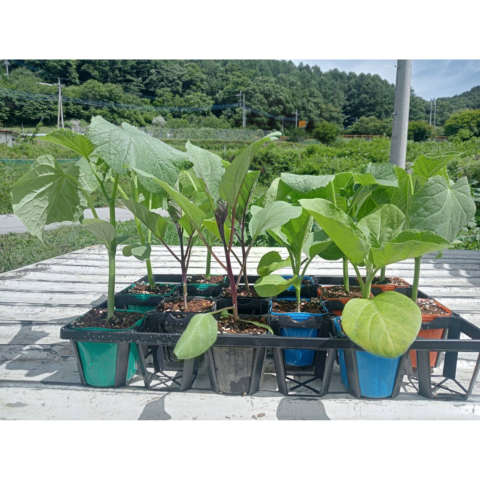 D���åȡ��ʥ������奦�����������ݥå��ĥ��å�