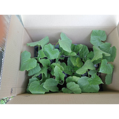 D���åȡ��ʥ������奦�����������ݥå��ĥ��å�